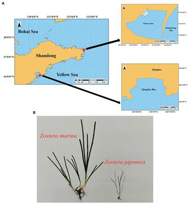 Reciprocal Field Transplant Experiment and Comparative Transcriptome Analysis Provide Insights Into Differences in Seed Germination Time of Two Populations From Different Geographic Regions of Zostera marina L.